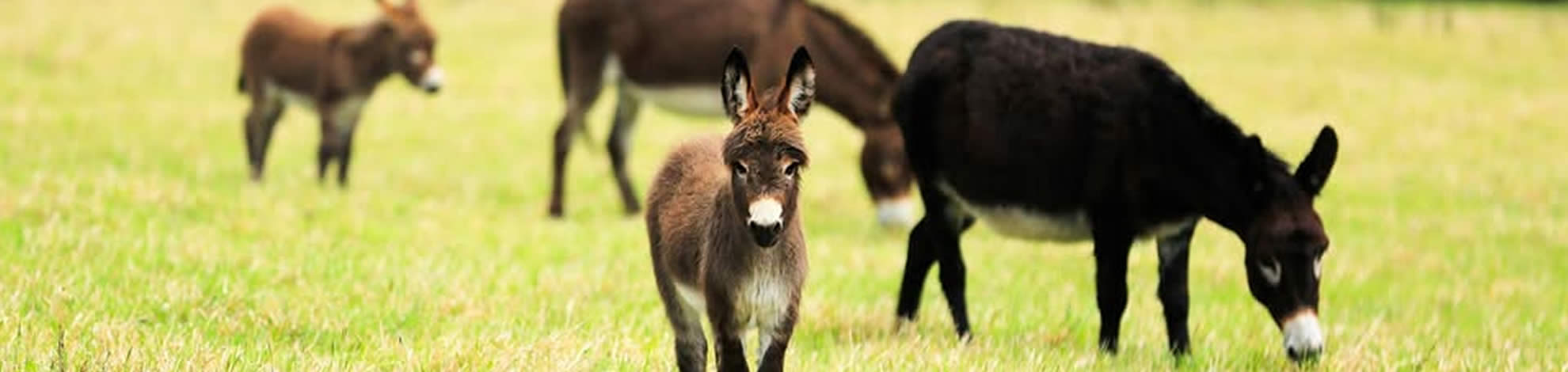 High Plains Working Donkeys