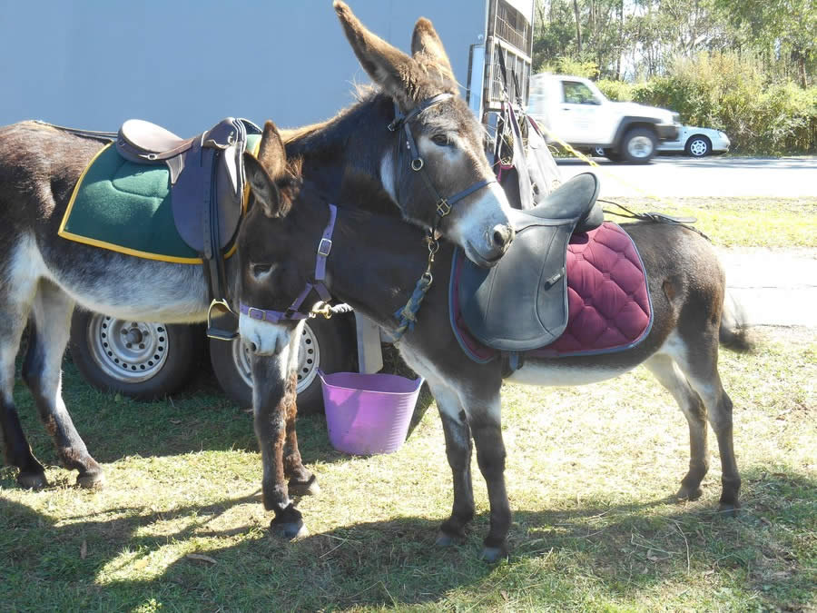 Donkeys are best of friends